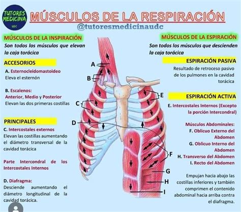 Pin En School Nursing Work Anatomia Humana Musculos Anatomia