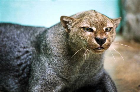 Rare Wild Cats The 10 Most Beautiful Cute Wild Cats Filhotes De