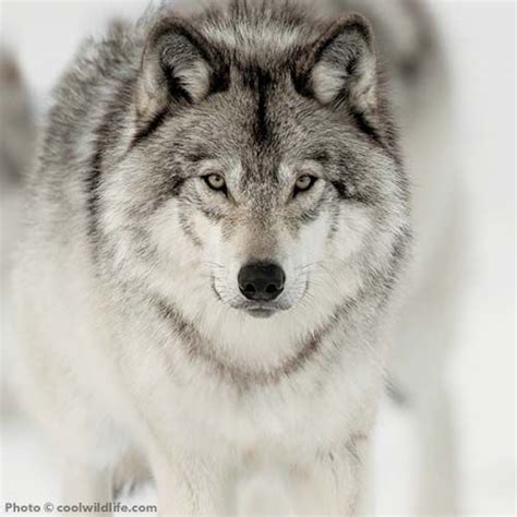 Captivating Wolf Art Unleash The Wild Beauty With Stunning Wolf Bild