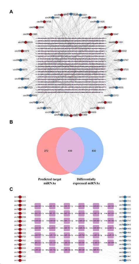 Network Of Dysregulated Circrnas And Target Mirnas A Network Of