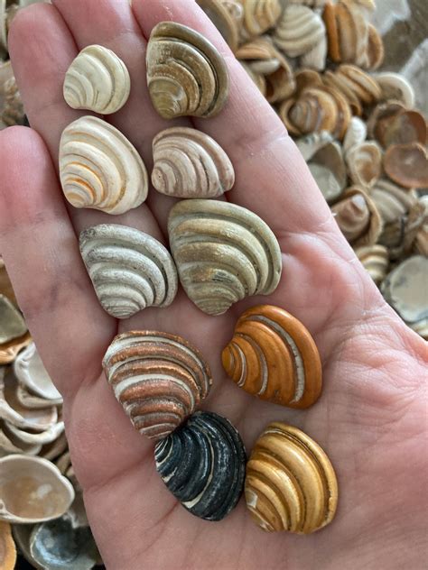 Rare Pawleys Island Shells Seashell Imperial Chunky Venus Clam 1 Piece