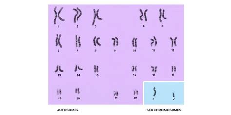 Autosomes Meaning Functions And Autosomes Vs Sex Chromosome