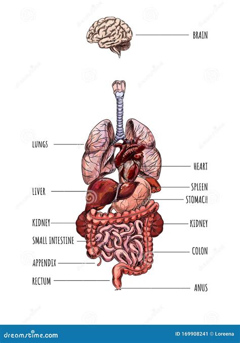Układ Narządów Wewnętrznych Człowieka Wektor Ręczny Ilustracja Wektor