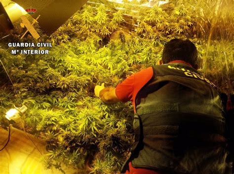 Localizado Un Cultivo Con Plantas De Marihuana En Roquetas Almer A