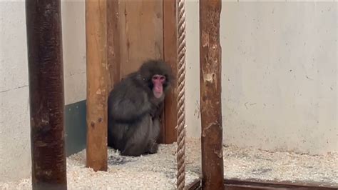 Missing monkey caught after five days in the Scottish Highlands – Channel 4 News