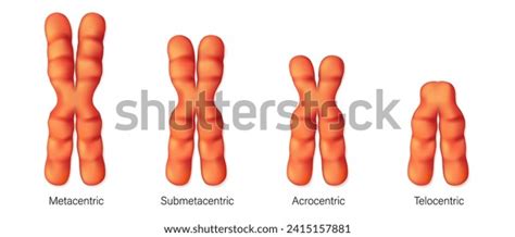 Structure Chromosome Types Vector Metacentric Submetacentric Stock Vector (Royalty Free ...