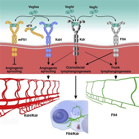 Evolutionary Differences In The Vegf Vegfr Code Reveal Organotypic