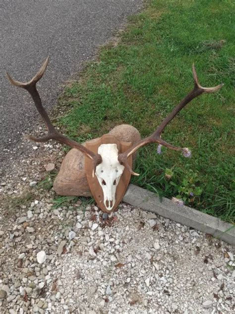 MASSACRE BOIS DE CERF TAXIDERMIE TROPHEE CHASSE DECO VINTAGE 8 Corps