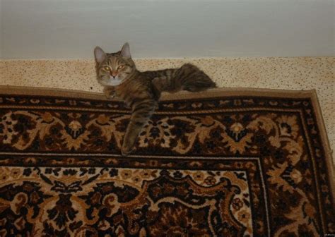 Кошка какает на диван 97 фото