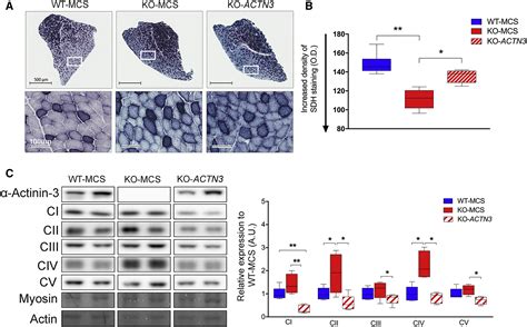 The Effect Of Actn Gene Doping On Skeletal Muscle Performance The