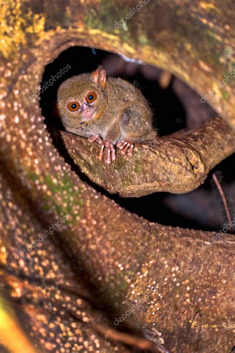 Tarsier Tarsier Espectral Tarsius Tarsier Reserva Natural De