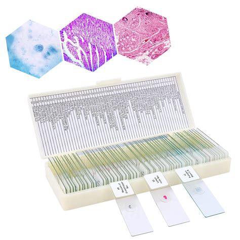 60pcs Prepared Microscope Slides Set With Specimens Microscope Slide