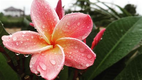 Free Images Blossom Leaf Flower Petal Botany Flora Shrub Macro