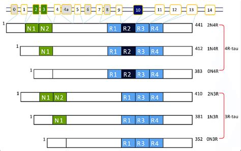 Alternative Splicing Of The Mapt Gene And Tau Isoforms Tau Is Encoded