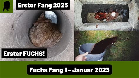 Fuchs Fang in der Ranz Schweißspur als Lockmittel Fallenjagd 2023