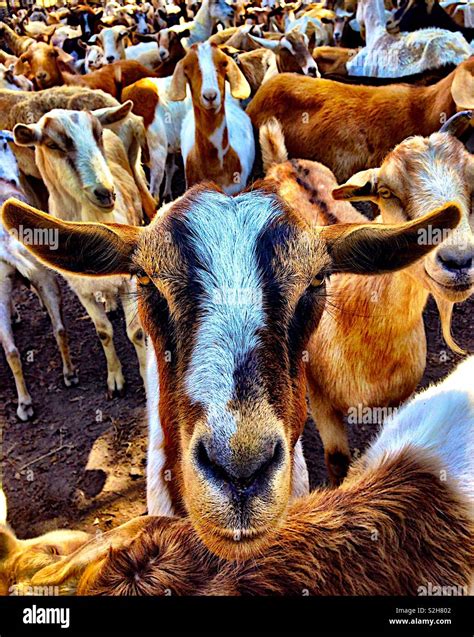 Herd of goats Stock Photo - Alamy