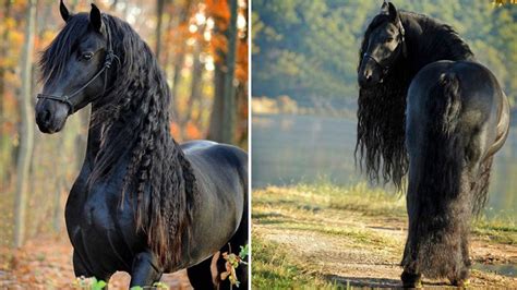 Superbes Photos Ce Cheval Est Consid R Par Beaucoup Comme Le Plus