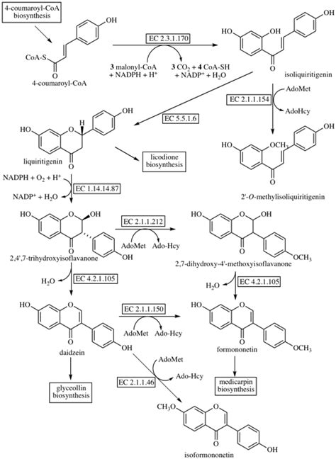 Daidzein Biosynthesis