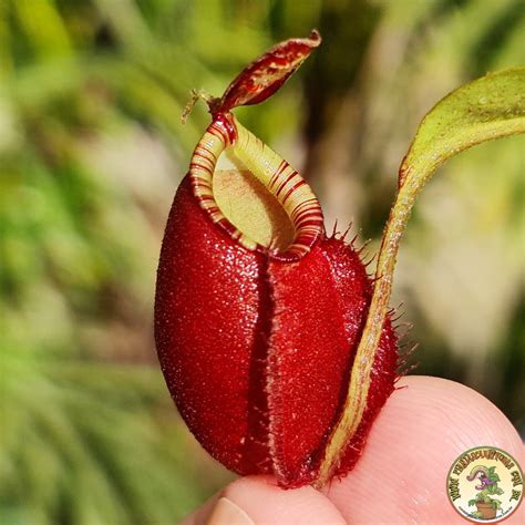 Nepenthes Viking X Ampullaria Black Miracle