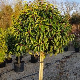 Prunus Lusitanica Angustifolia Portugal Laurel Half Standard Tree Form