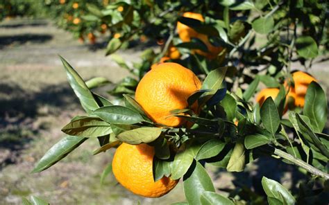 North Florida Citrus Production Panhandle Agriculture