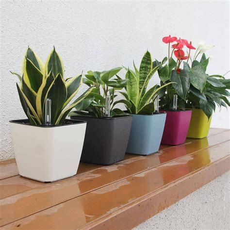 Best Flower Pots That Enhances Your Indoor House