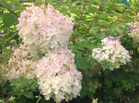 Описание сорта Бомбшелл (Hydrangea Paniculata Bombshell) метельчатой ...