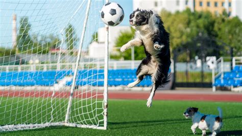 「サッカー愛好家」の犬によって試合が中断 クーリエ・ジャポン