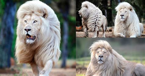 This big cat shows off his incredible lion mane at sanctuary : The ...