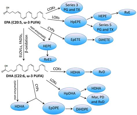 IJMS Free Full Text ω 3 Long Chain Polyunsaturated Fatty Acids as