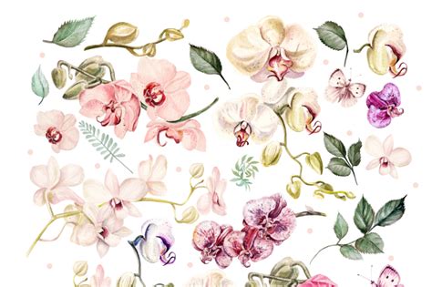 Hand Drawn Watercolor Orchids By Knopazyzy Shop TheHungryJPEG