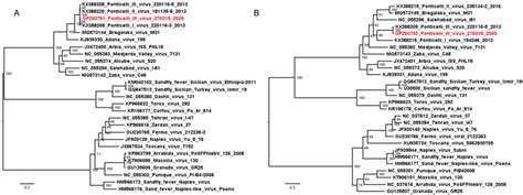 Mid Point Rooted Ml Phylogenetic Tree Obtained By Sequences Of L