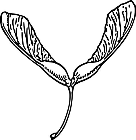 Svg Maple Biology Seeds Free Svg Image Icon Svg Silh