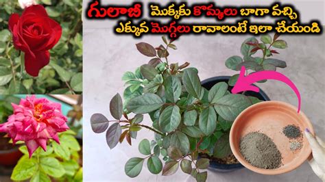 Rose Plant Growing Tips గులాబీ మొక్కలో కొమ్మలు బాగా వచ్చి ఎక్కువ