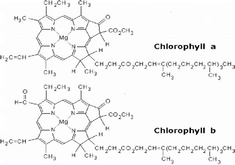 Chlorophyll Structure And Function