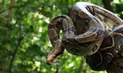 Discover the Largest Boa Constrictor Ever Caught - A-Z Animals