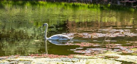 The Tiergarten Beautiful Park In Central Berlin Stock Photo Image Of