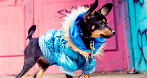 A Guide To Dressing Up Your Pet