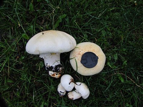 Agaricus Osecanus The Ultimate Mushroom Guide