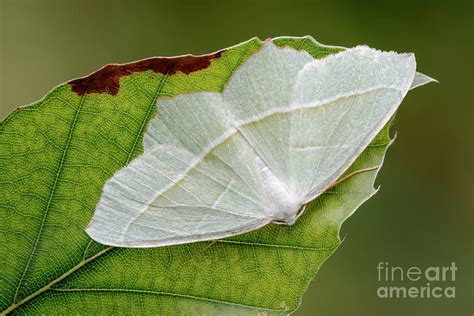 Light Emerald Moth By Heath Mcdonald Science Photo Library