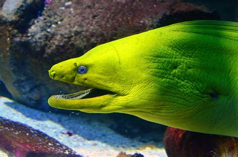 Moray Eel Fish Aquarium - Free photo on Pixabay - Pixabay