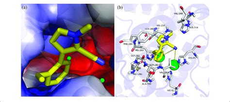 Molecular Docking Of Compound A12 With Tyrosinase A In The Active