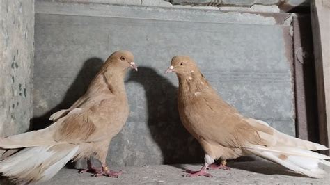 Мои николаевские голуби 🕊️ (ночные бабочки дома 😊) - YouTube