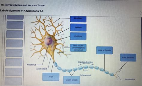 Solved Nervous System And Nervous Tissue Lab Assignment Chegg