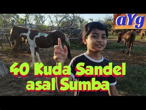 Nge Vlog Kuda Sandel Sumba Hitungan Ekor Youtube