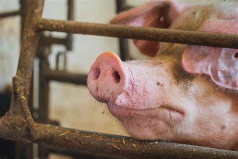 Pietrain Pig Facts Origin Size Physical Characteristics Pros And Cons