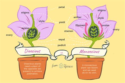 Monoecious Vs Dioecious Plants Differences And Examples