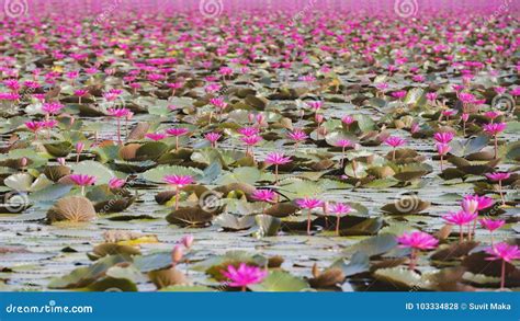 Beautiful Lotus Flower Field At The Red Lotus Sea Stock Photo Image