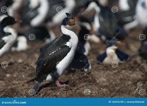 Shag Imperial En La Isla De Bleaker En Las Islas Malvinas Foto De