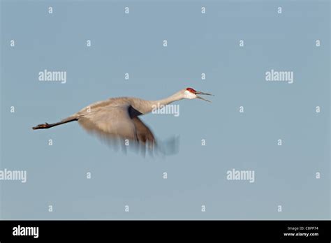 Sandhill Crane In Flight Calling Showing Wing Movement Stock Photo Alamy